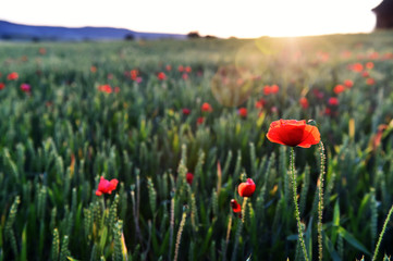 a red beautiful poppies at sunset in the Green field