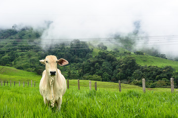 Cebu cow in a green pasture looking at camera . Forest and mist in the background