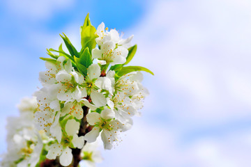 closeup of branch of blooming plum tree against sky with copy space