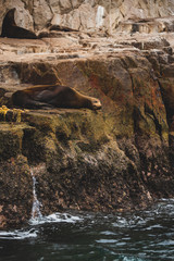Sea Lions lying on rocks at the sea, Cabo San Lucas, Mexico
This spot is a popular gathering area for sea lions and is frequented by tourists 