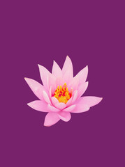 Obraz premium Blooming water lily and green round leaves in water，Nymphaea L.