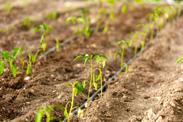 hobby garden. Organic tomato seedlings field in the home garden.