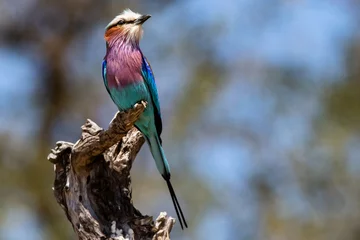 Fototapeten Lila Lilac Breast Roller - Perched  © DG CameraWorks