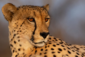Cheetah's Amber eyes during the 'Golden Hour' in the Sabi Sand Game Reserve of South Africa © DG CameraWorks