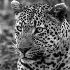 Leopard Portrait from the Sabi Sand Game Reserve of South Africa