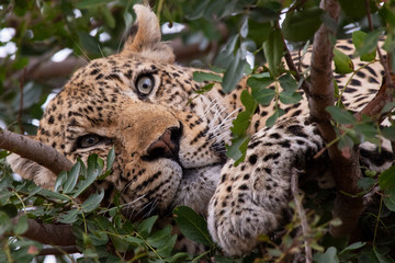 Leopard Portrait from the Sabi Sand Game Reserve of South Africa