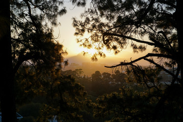 sunset in the forest