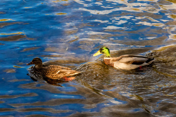 Up close with the Canadian geese on the Credit River, Mississauga, Ontario, Canada