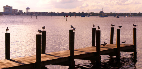 Group of seagulls standing each on one pole