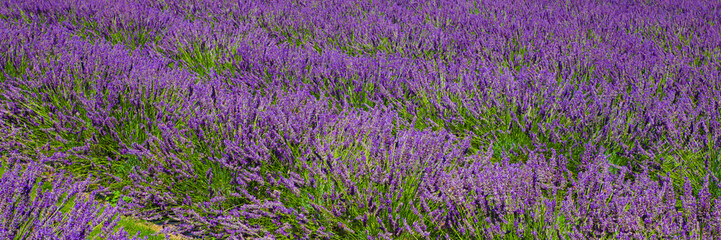 Lavender field banner background. Purple lavender flowers in bloom. Beautiful field of flowers in spring.