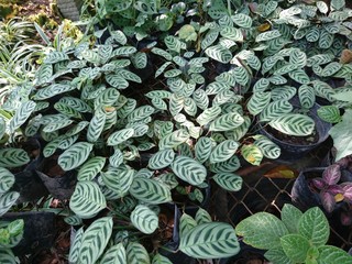 close up of green leaves