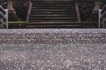 200424護国神社桜M007
