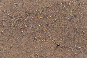 The sandy surface. The texture of the sea shore.