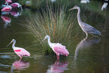 Roseate Spoonbill, Heron, Egret and Wood Stork