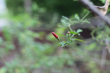 red bird chilli