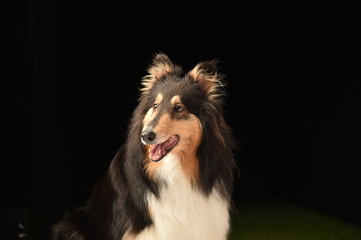 ラフコリー犬のスタジオポートレート