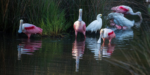 Roseate Spoonbill, Heron, Egret and Wood Stork