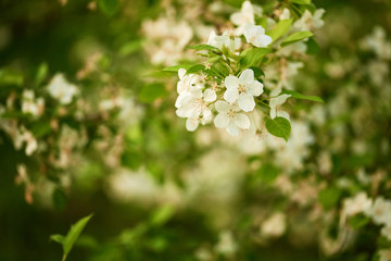 beautiful blooming branch with white flowers close-up. blurred background with bokeh and space for text