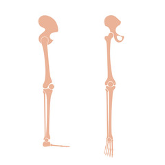 Human leg bones anatomy.