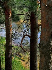 Taiga terrain, trunks of pines along the river bank. A square in Surgut Russia. Spring.