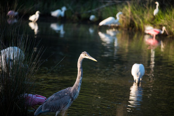 Roseate Spoonbill, Heron, Egret and Wood Stork