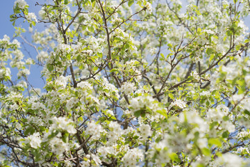 flowering garden, trees, shrubs