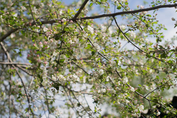 flowering garden, trees, shrubs