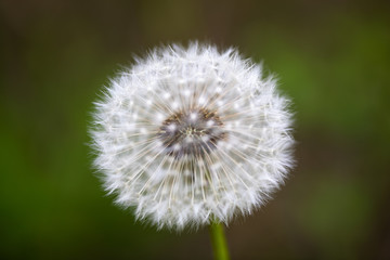 dandelion on green background