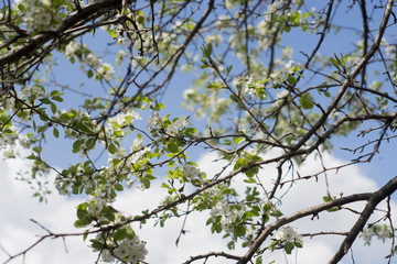 flowering garden, trees, shrubs
