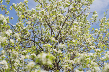 flowering garden, trees, shrubs