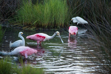 Roseate Spoonbill, Heron, Egret and Wood Stork