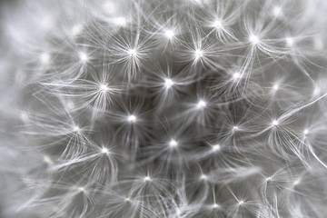 abstract dandelion background