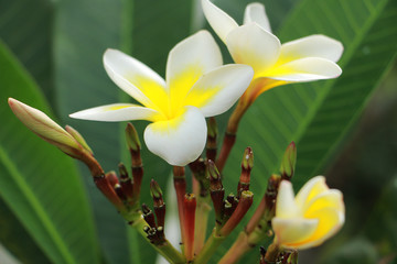 Naklejka na ściany i meble tropical orchid blooms beautifully