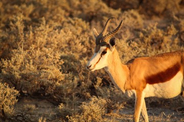 Spring bock
