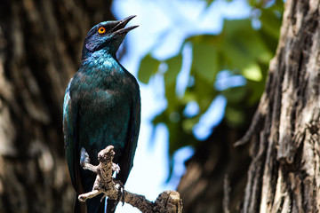 lilac breasted roller