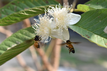 bee on a flower