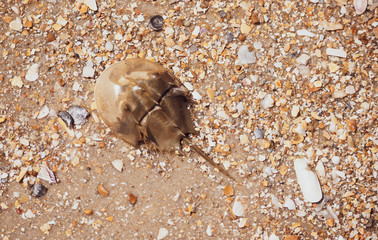 Horseshoe Crab Washed Ashore