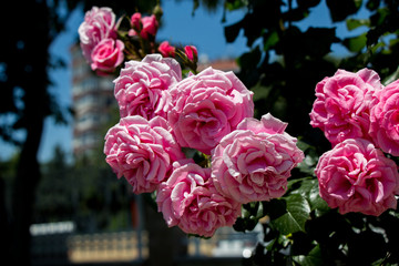 Fototapety na wymiar - Fototapeta24.pl