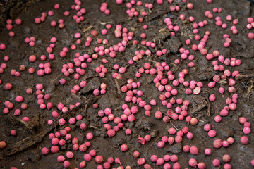 Pink coriander seeds for planting.