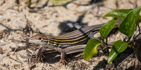 Lizard in the Marsh