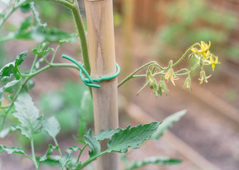 Bamboo stake with flexible twist tie and green cluster tomatoes flowers young fruits on main stem