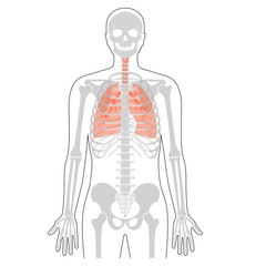 Human skeleton anatomy.