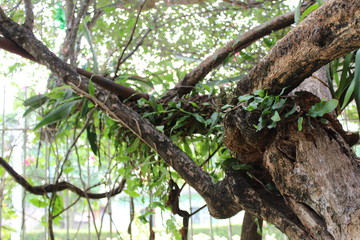 Arbol de jardin