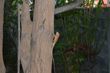 Brown chameleon perched on a branch in the garden