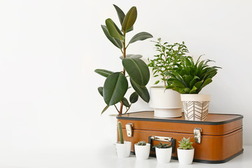 Green houseplants and suitcase on light background