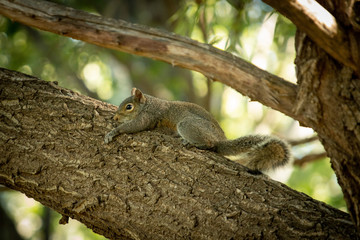 Squirrel scarred on a branch