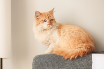 Cute funny cat at home