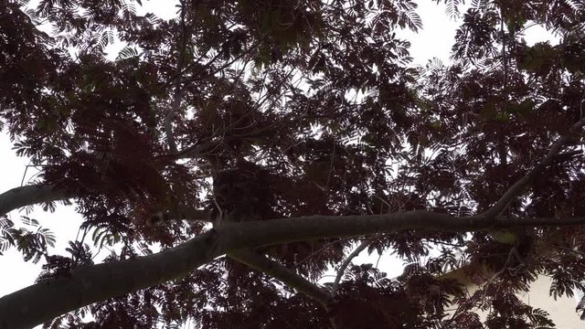 Cat way high up in a tree