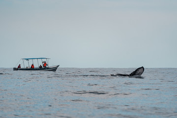 Los Cabos, Mexico - 2020
Whale watching season in Los Cabos is usually set each year by the Secretariat of Environment and Natural Resources as being from early-to mid-December to about mid-April