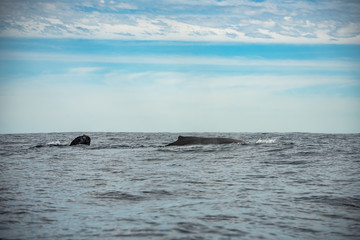 Close up of the back of an Gray Whale, at Pacific ocean of Los Cabos, Mexico